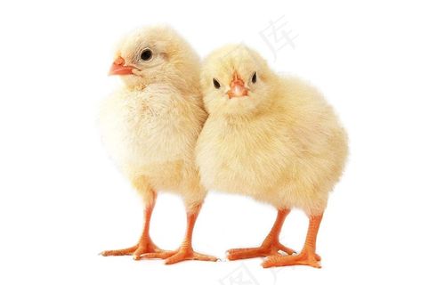 小鸡免抠素材PSD分层