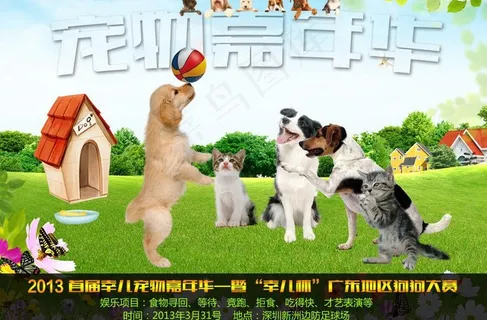宠物活动图片