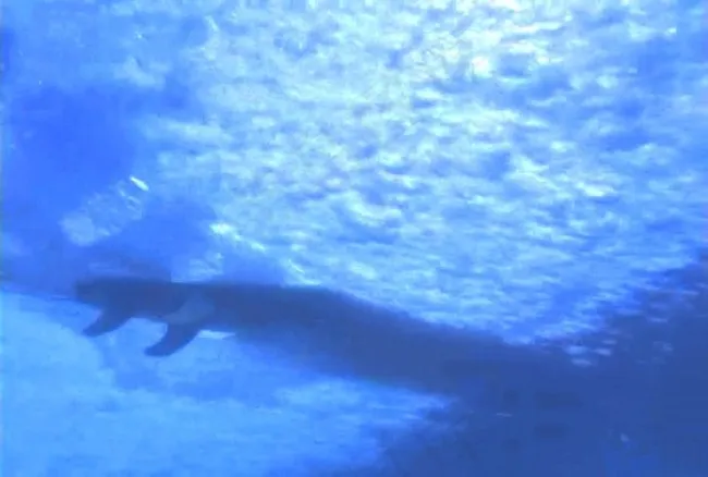 海底生物素材下载