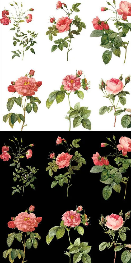 手绘玫瑰花插画图片