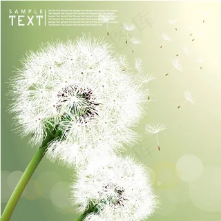 蒲公英矢量素材-2