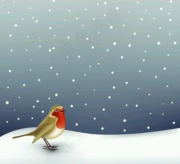 雪地中的知更鸟 鸫 欧亚鸲图片 雪地中的知更鸟 鸫 欧亚鸲图片