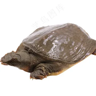 甲鱼免抠素材PSD分层