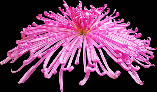 高清菊花花瓣素材
