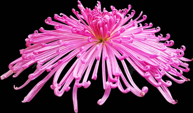 高清菊花花瓣素材