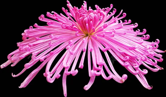 高清菊花花瓣素材 高清菊花花瓣素材