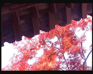 植物背景视频素材模板下载