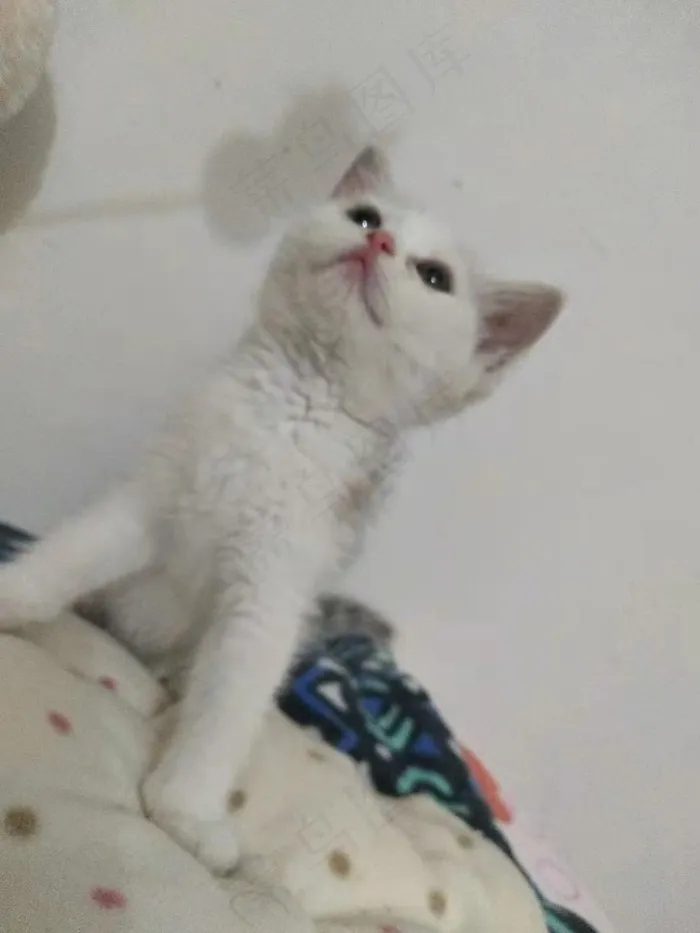 白色清新风宠物猫咪实拍摄影图