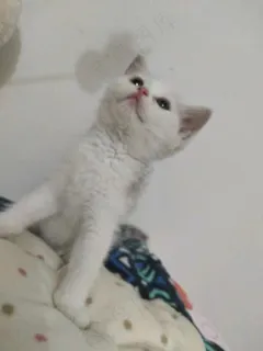 白色清新风宠物猫咪实拍摄影图