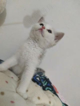 白色清新风宠物猫咪实拍摄影图