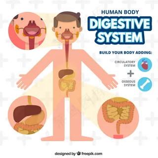 人体消化系统