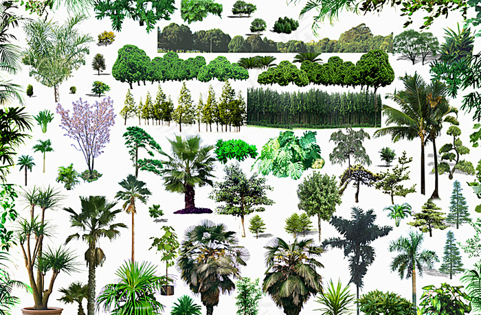 树木花草分层素材图片