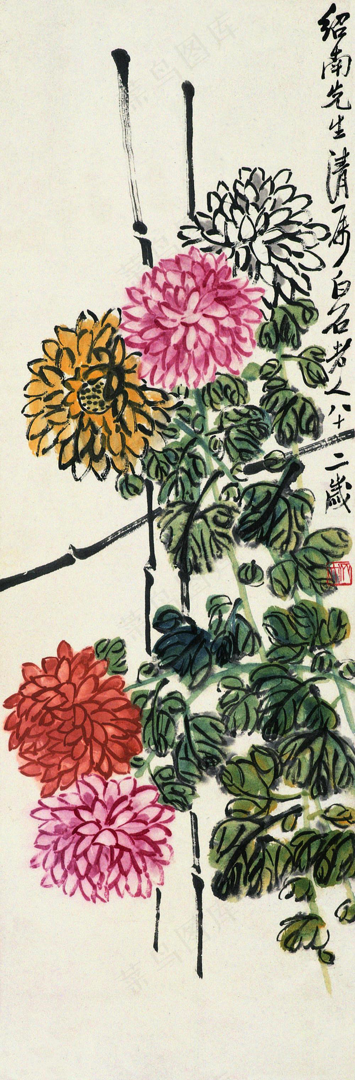 菊花图片