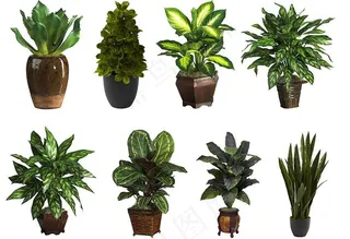 绿色观赏盆栽图片