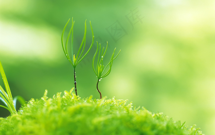 春天 生命 希望 发芽 嫩芽 绿芽