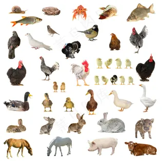 小鸡与兔子图片