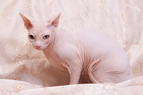 无毛猫摄影图片