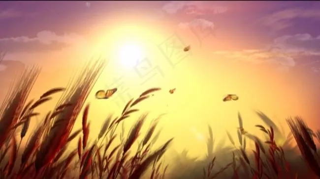 麦穗与蝴蝶唯美高清素材