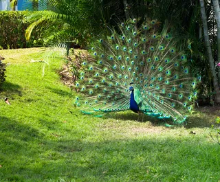 草地上开屏的孔雀
