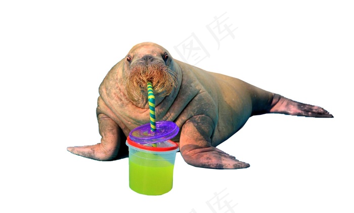 海象免抠素材PSD分层