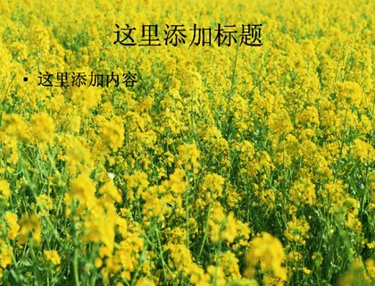 单反相机下的花海高清宽屏ppt封...