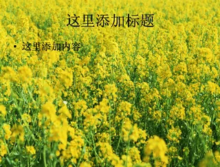 单反相机下的花海高清宽屏ppt封...