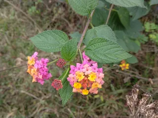 路边的野花马缨丹