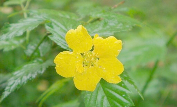 黄色花朵图片