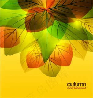 五彩的叶子 五彩的叶子