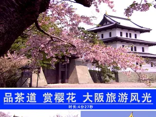 旅游风光大阪樱花节视频