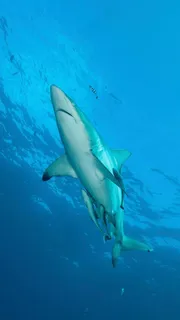大白鯊高清图片 大白鯊高清图片