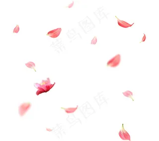花瓣漂浮元素