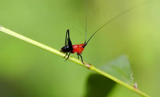 昆虫特写图片 昆虫特写图片