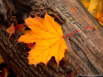 高清电脑桌面背景壁纸