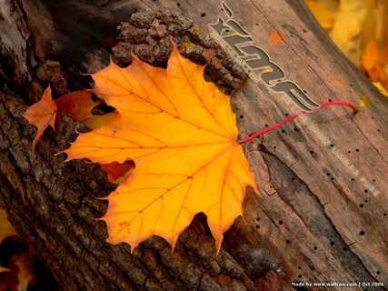 高清电脑桌面背景壁纸