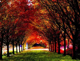 秋天林间小路风景电脑（5_15）...