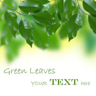 绿叶背景高清图片