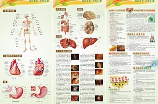 人体器官及食品药品安全图片
