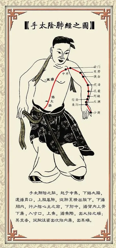 手太阴肺经图片