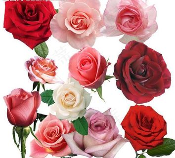 情人节 玫瑰花图片