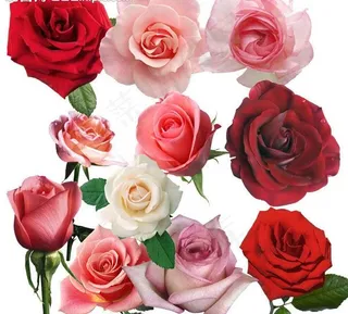 情人节 玫瑰花图片