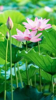 荷花高清摄影图片