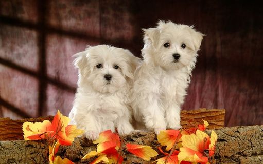 高清电脑桌面背景壁纸 高清电脑桌面背景壁纸