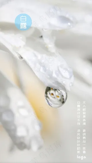 白露24节气晨露露水图片