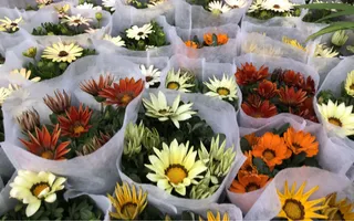 高清花 多束花 鲜艳展开花图