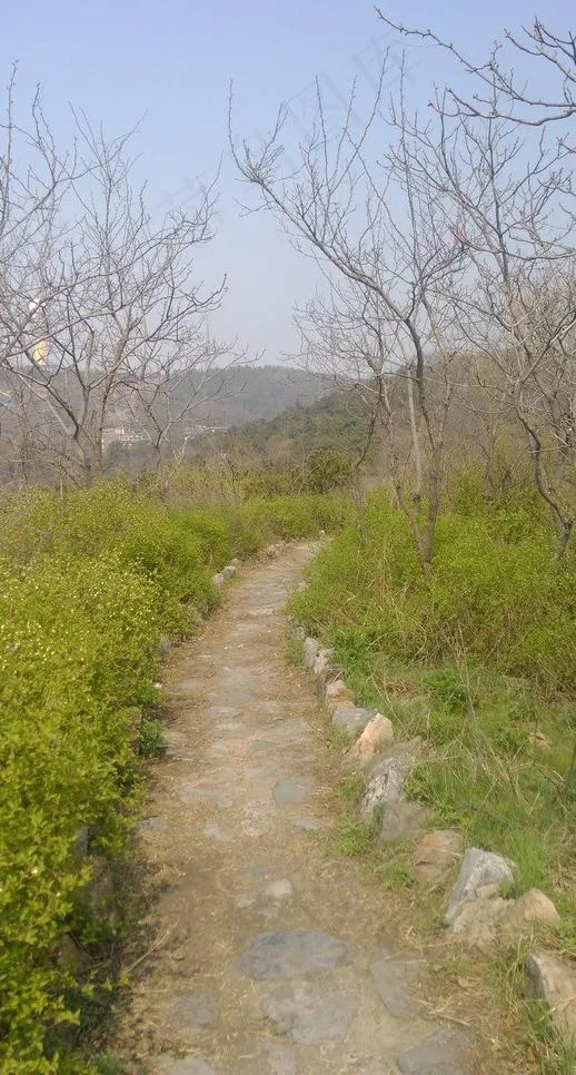 小草图片