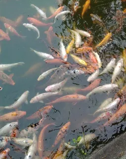 七星岩锦鲤图片 七星岩锦鲤图片