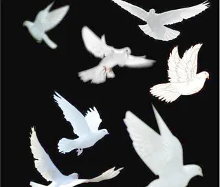 几只高分辨率飞翔的白鸽psd的 希...