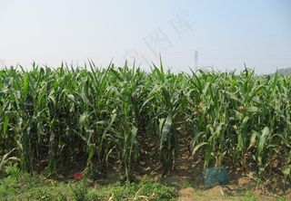 玉米地图片