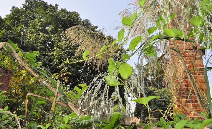 植物图片